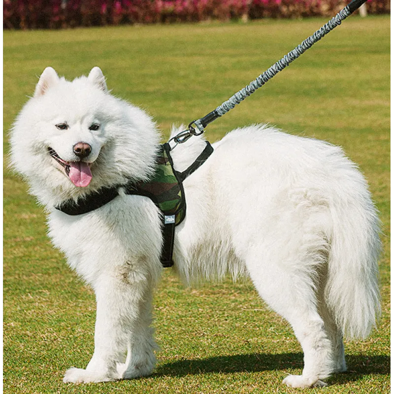 Shock-absorbing dog leash for large dogs