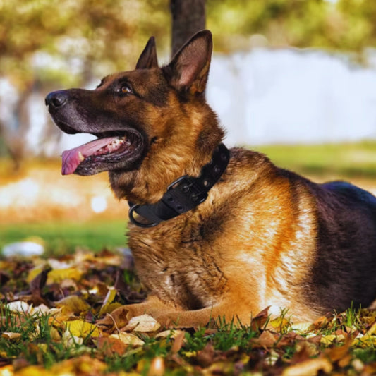 Adjustable nylon dog collar with metal buckle, standard