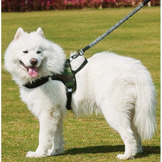 Shock-absorbing dog leash for large dogs