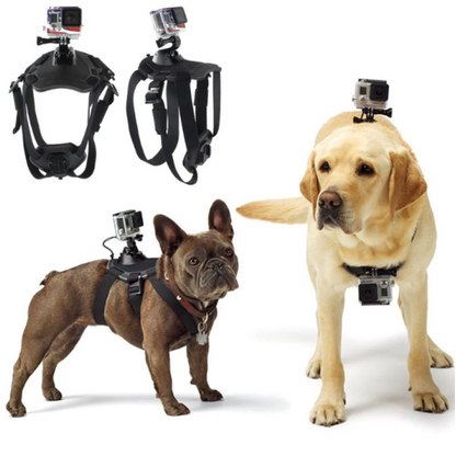 Action camera harness for dogs with holder for chest and back