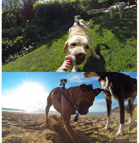 Action camera harness for dogs with holder for chest and back