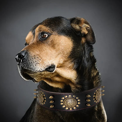Leather dog collar with studs and metal decorations for large dogs