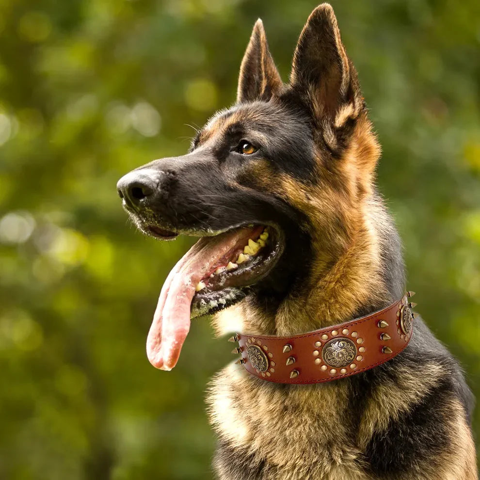 Leather dog collar with studs and metal decorations for large dogs