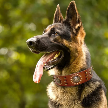 Leather dog collar with studs and metal decorations for large dogs