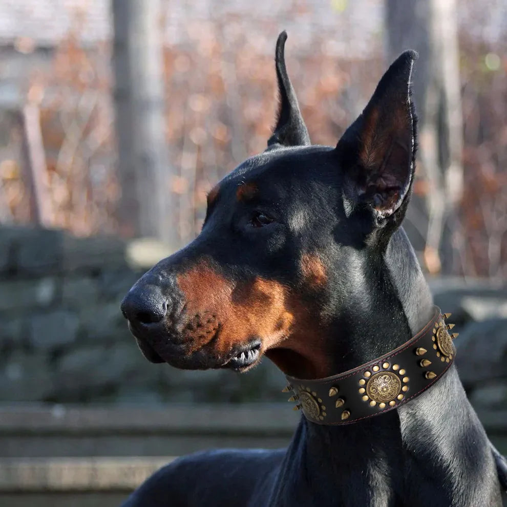 Leather dog collar with studs and metal decorations for large dogs