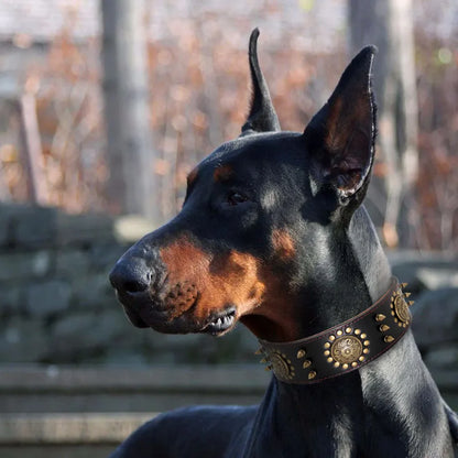 Leather dog collar with studs and metal decorations for large dogs